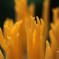 Klebriges Schönhorn (Calocera viscosa)